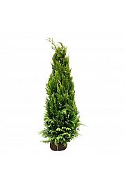 Chamaecyparis lawsoniana Ivonne bala 200-225 cm extra