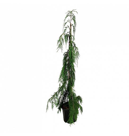 Chamaecyparis nootkatensis Moonshot C15 Lit. 125-150 cm