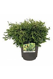 Chamaecyparis obtusa Gitte C7,5 Lit. 40-50 cm