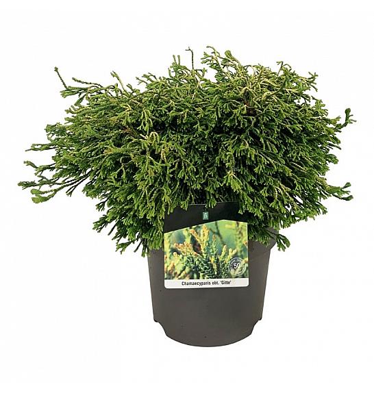 Chamaecyparis obtusa Gitte C7,5 Lit. 40-50 cm