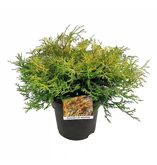 Chamaecyparis obtusa Kamarachiba C7 Lit. 40-50 cm