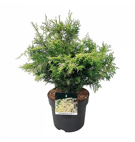 Chamaecyparis obtusa Lucas PBR C7 Lit. 40-50 cm