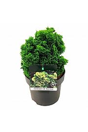 Chamaecyparis obtusa Nana Aurea C5 Lit. 20-25 cm