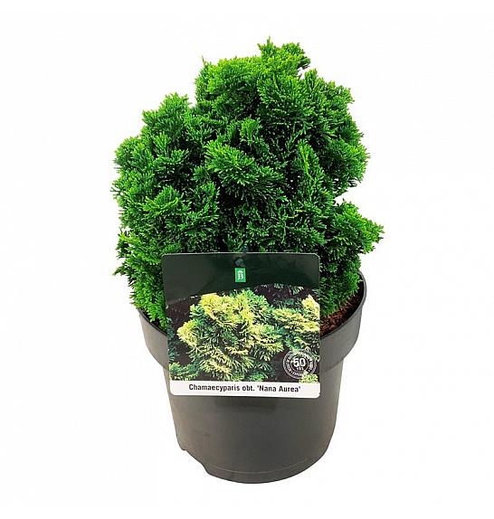 Chamaecyparis obtusa Nana Aurea C5 Lit. 20-25 cm