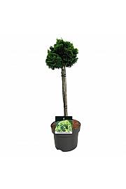 Chamaecyparis obtusa Nana Aurea C4 Lit. Na steblu 40 cm