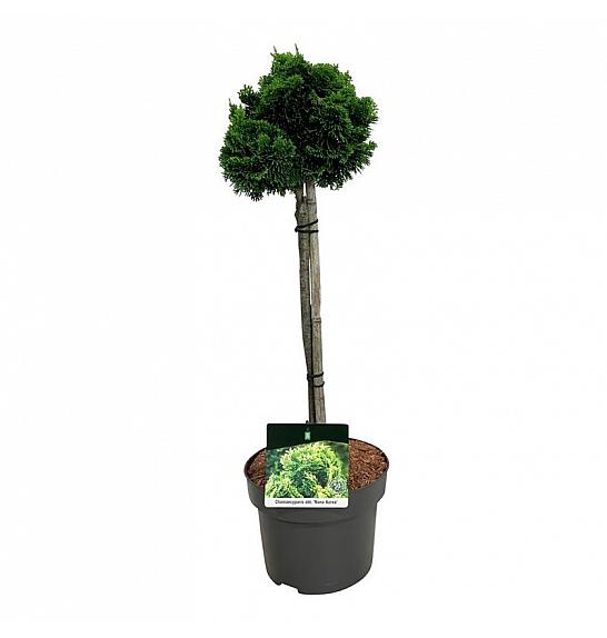 Chamaecyparis obtusa Nana Aurea C4 Lit. Na steblu 40 cm