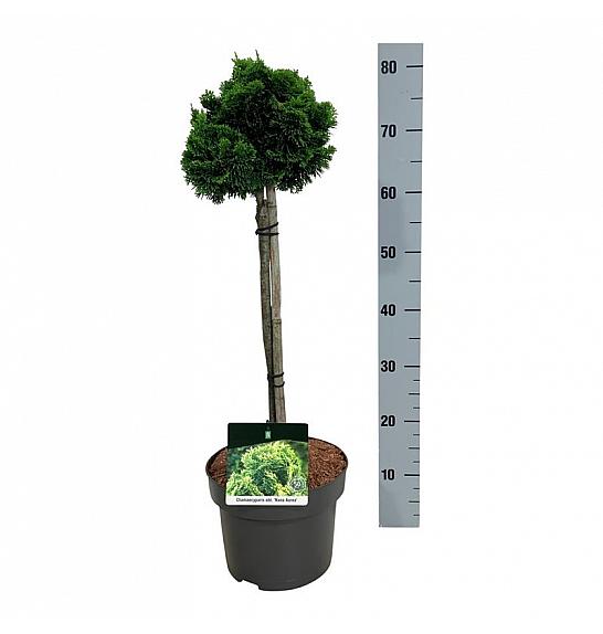Chamaecyparis obtusa Nana Aurea C4 Lit. Na steblu 40 cm