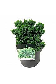 Chamaecyparis obtusa Nana Gracilis C5 Lit. 20-25 cm
