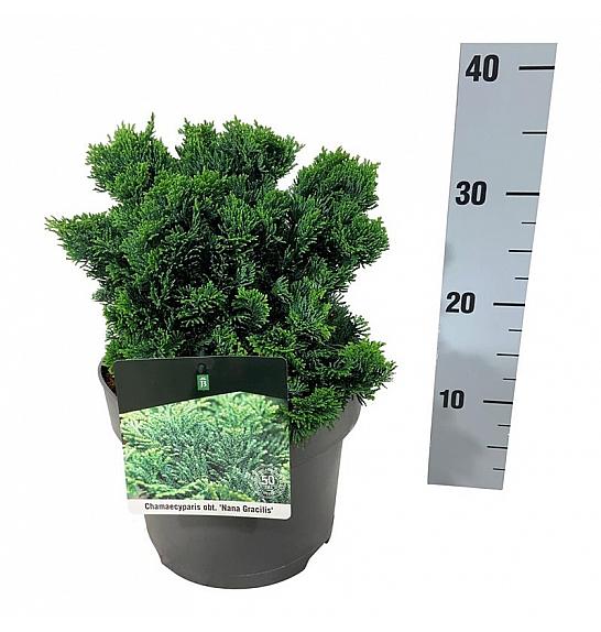 Chamaecyparis obtusa Nana Gracilis C5 Lit. 20-25 cm