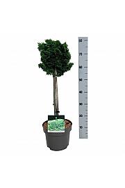 Chamaecyparis obtusa Nana Gracilis C4 Lit. Na steblu 40 cm