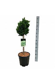 Chamaecyparis obtusa Nana Gracilis C15 Lit. Na steblu 50 cm;  Krošnja 30/40 cm