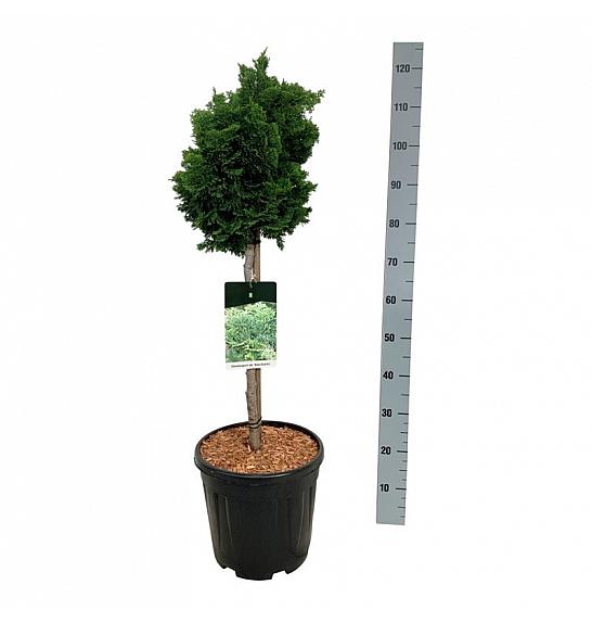 Chamaecyparis obtusa Nana Gracilis C15 Lit. Na steblu 50 cm;  Krošnja 30/40 cm