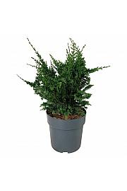 Chamaecyparis obtusa Teddy Bear C7 Lit. 40-50 cm