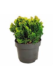 Chamaecyparis obtusa Meroki Twin C4 Lit. 20-25 cm