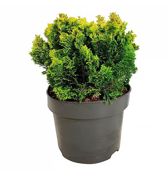 Chamaecyparis obtusa Meroki Twin C4 Lit. 20-25 cm