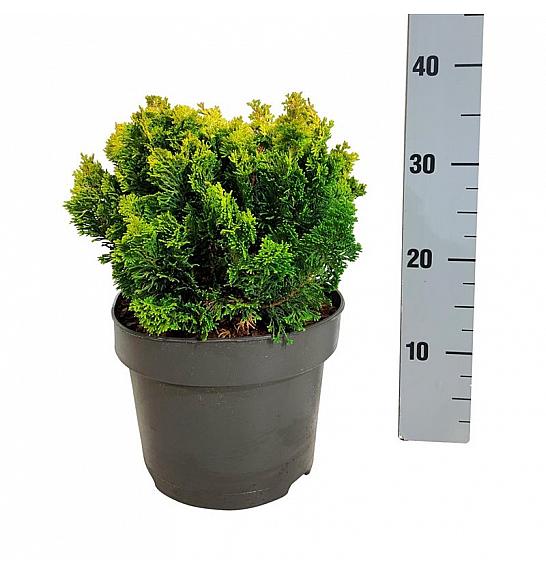Chamaecyparis obtusa Meroki Twin C4 Lit. 20-25 cm