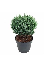 Chamaecyparis pisifera Blue Moon PBR C7 Lit. 25-30 cm