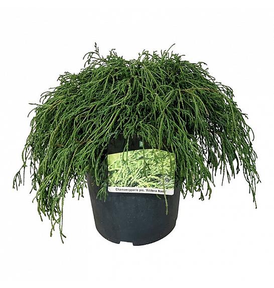 Chamaecyparis pisifera Filifera Nana C7 Lit. 40-50 cm