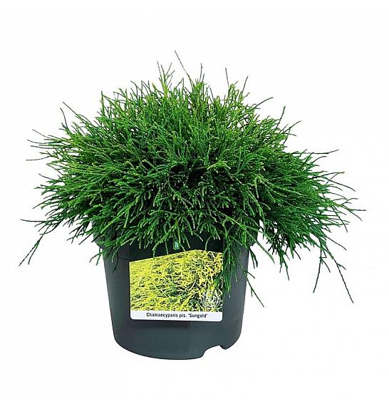 Chamaecyparis pisifera Sungold C7 Lit. 30-40 cm