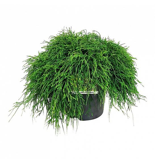 Chamaecyparis pisifera Sungold C7,5 Lit. 40-50 cm