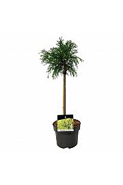 Chamaecyparis pisifera Sungold C5 Lit. Na steblu 40 cm