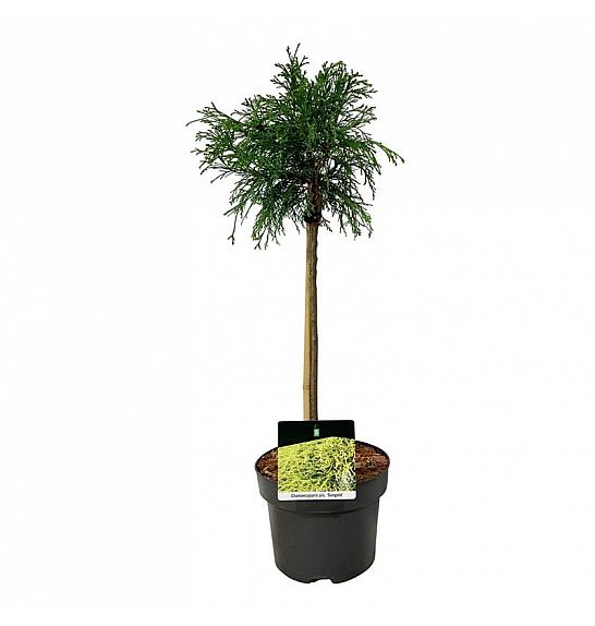 Chamaecyparis pisifera Sungold C5 Lit. Na steblu 40 cm