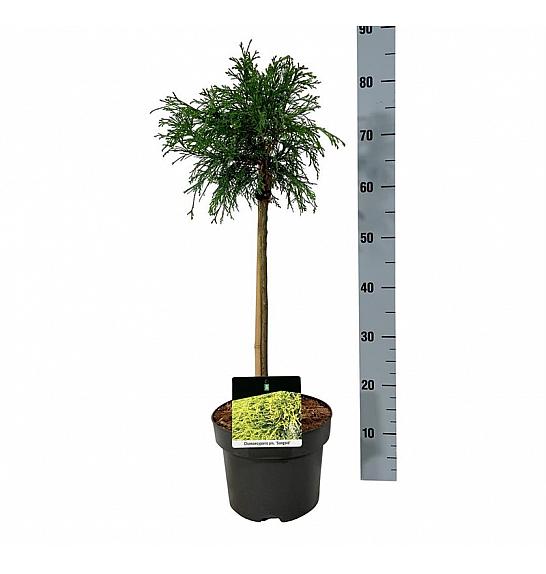Chamaecyparis pisifera Sungold C5 Lit. Na steblu 40 cm