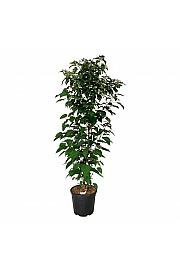 Clerodendrum trichotomum fargesii C30 Lit. 175-200 cm extra