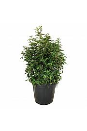 Clethra barbinervis C30 Lit. 60-80 cm extra