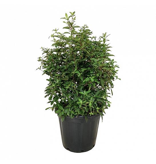 Clethra barbinervis C30 Lit. 60-80 cm extra
