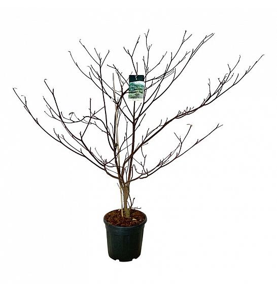 Cornus controversa Pagoda C30 Lit. 150-175 cm extra