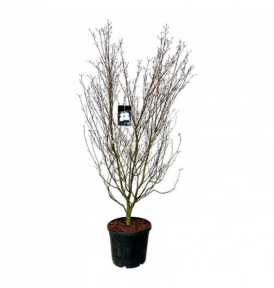 Cornus kousa Cappucino C55 Lit. 200-225 cm extra