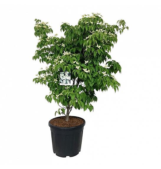 Cornus kousa China Girl C55 Lit. 125-150 cm extra
