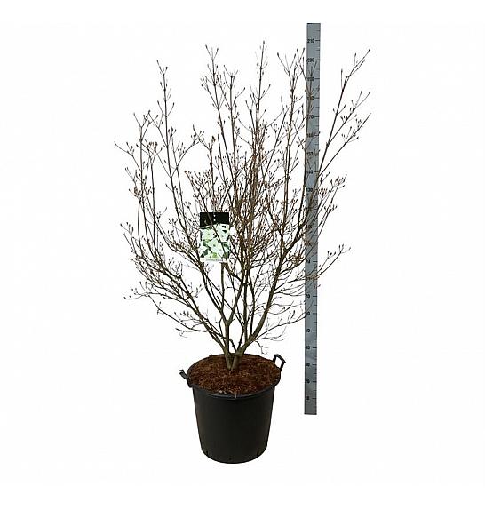 Cornus kousa Milky Way 175-200 C55 Lit. extra