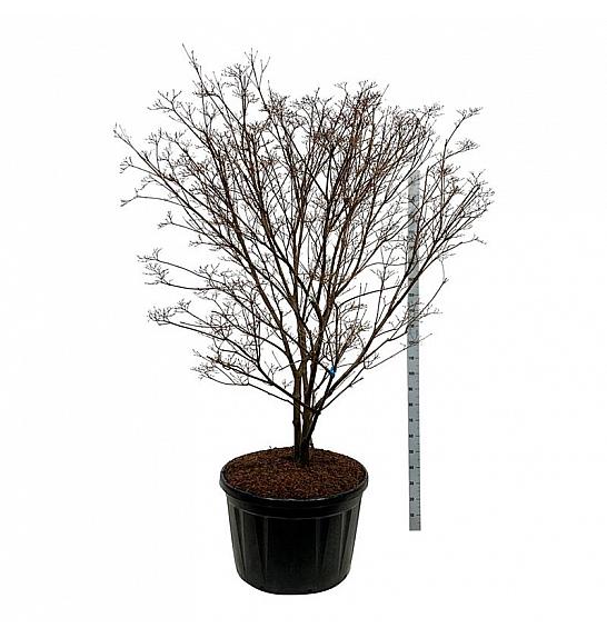 Cornus kousa Milky Way C230 Lit. 200-225 cm; Soliter