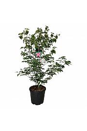 Cornus kousa Scarlet Fire ® C30 Lit. 125-150 cm extra