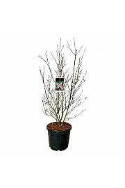 Cornus kousa Scarlet Fire ® C55 Lit. 125-150 cm extra