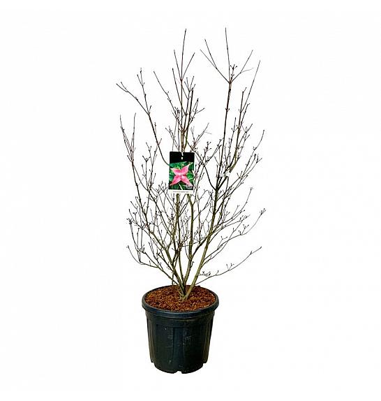 Cornus kousa Scarlet Fire ® C55 Lit. 125-150 cm extra