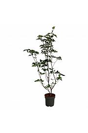 Cornus kousa Venus ® C15 Lit. 150-175 cm