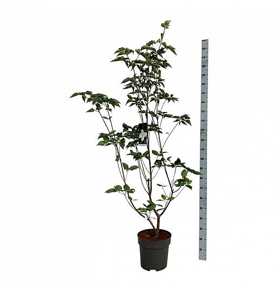 Cornus kousa Venus ® C15 Lit. 150-175 cm