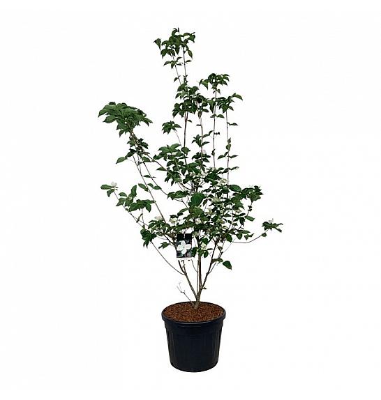 Cornus kousa Venus ® C90 Lit. 200-225 cm extra