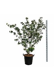 Cornus kousa Weisse Fontaine C55 Lit. 150-175 cm extra