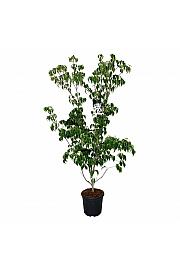 Cornus kousa Weisse Fontaine C30 Lit 175-200 cm extra