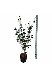 Cornus kousa Wietings Select C15 Lit. 125-150 cm