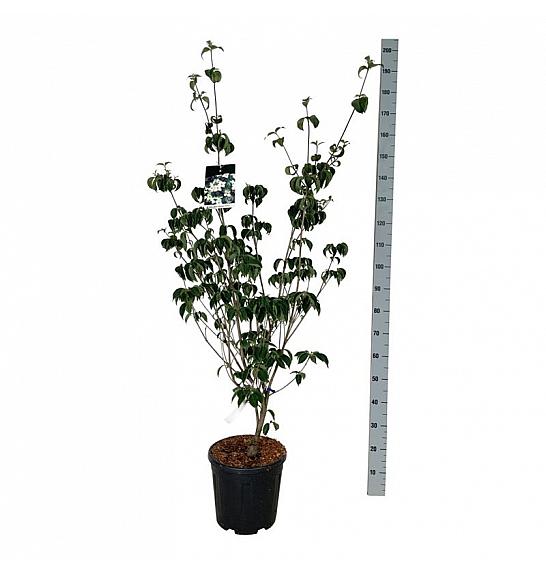 Cornus kousa Wietings Select C15 Lit. 125-150 cm