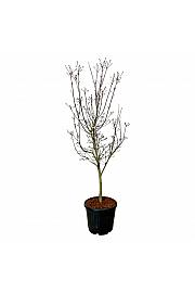Cornus Starlight C55 Lit. 175-200 cm extra