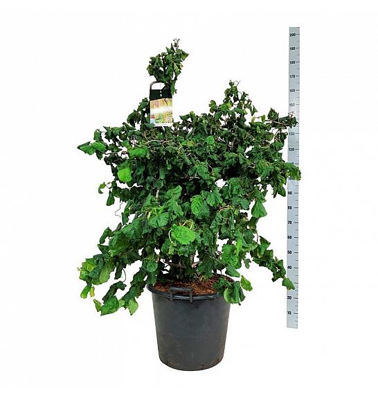 Corylus avelana Contorta C55 Lit. 125-150 cm extra