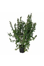 Corylus avelana Medusa C55 Lit. 150-175 cm extra