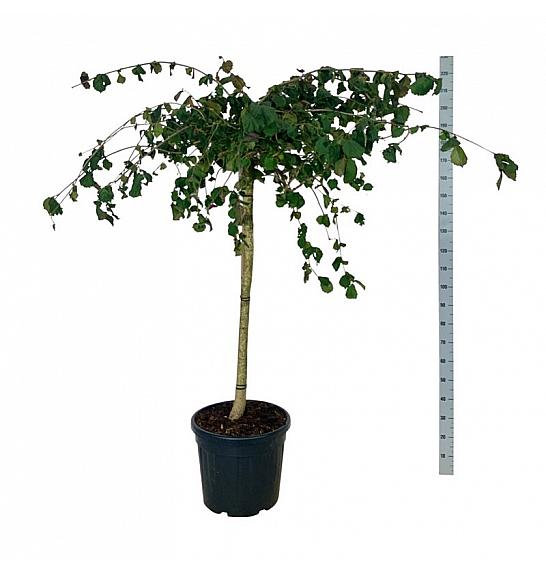 Corylus avelana Purple Umbrella C55 Lit. Na steblu 120 cm extra