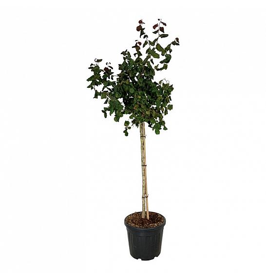 Corylus avelana Red Majestic C55 Lit. Na steblu 90 cm extra